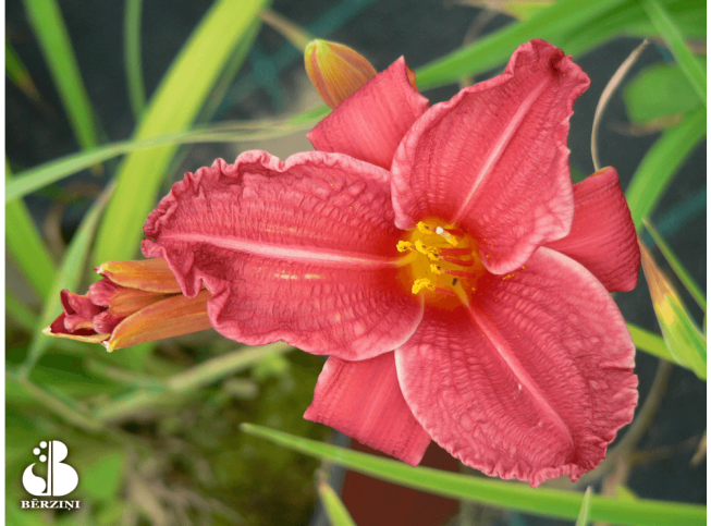 Hemerocallis   'Regal Air'